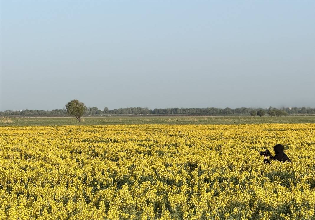 Konya’nın kuruyan gölünü altın sarısı renklendirdi 3